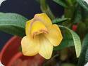 Dendrobium cuthbertsonii Gelb